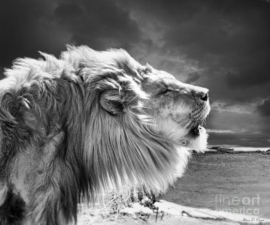 Lions Breath Photograph by Adam Olsen