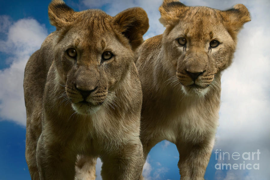 Lions Photograph by Christine Sponchia