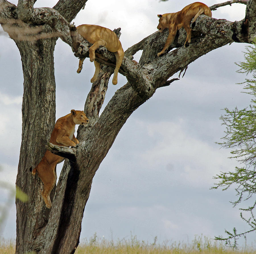 Lions climbing tree Photograph by Tony Murtagh