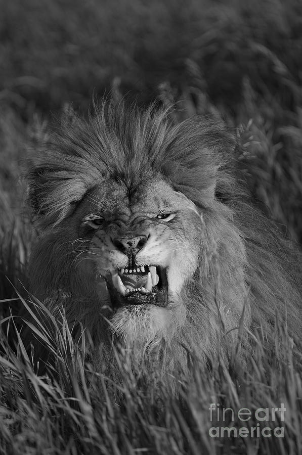 Wildlife Photograph - Lions Courage by Wildlife Fine Art