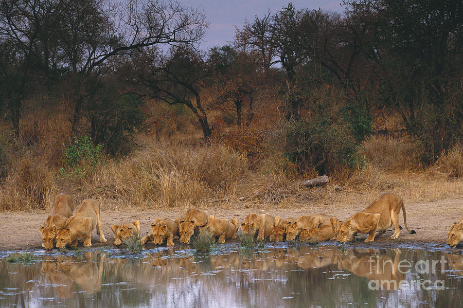 Animal Photograph - Lions Drinking by Art Wolfe