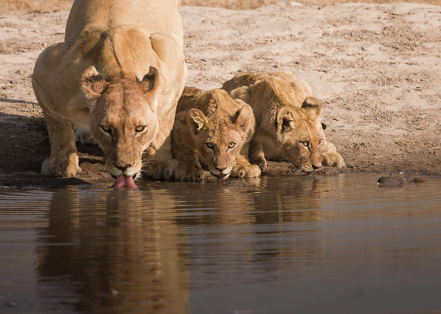 Lions Drinking Photograph By Cedric Favero - Vwpics - Fine Art America