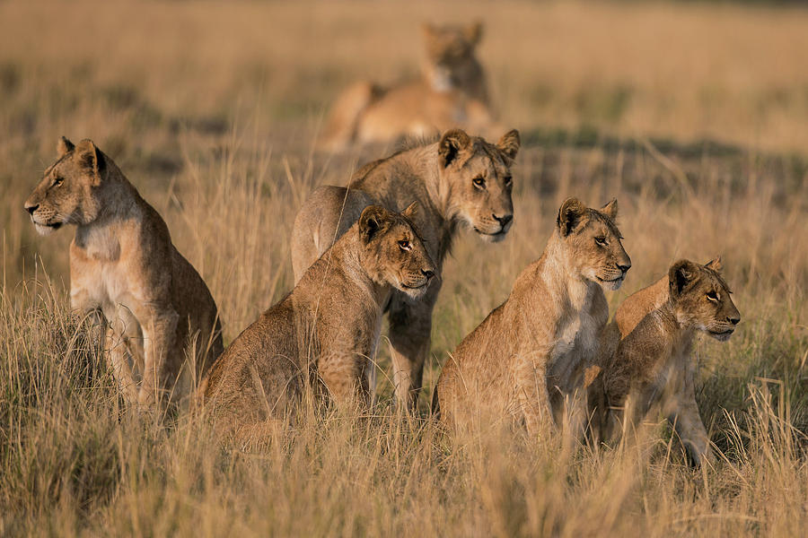 Lions Enjoying Early Morning Sun Photograph by Manoj Shah