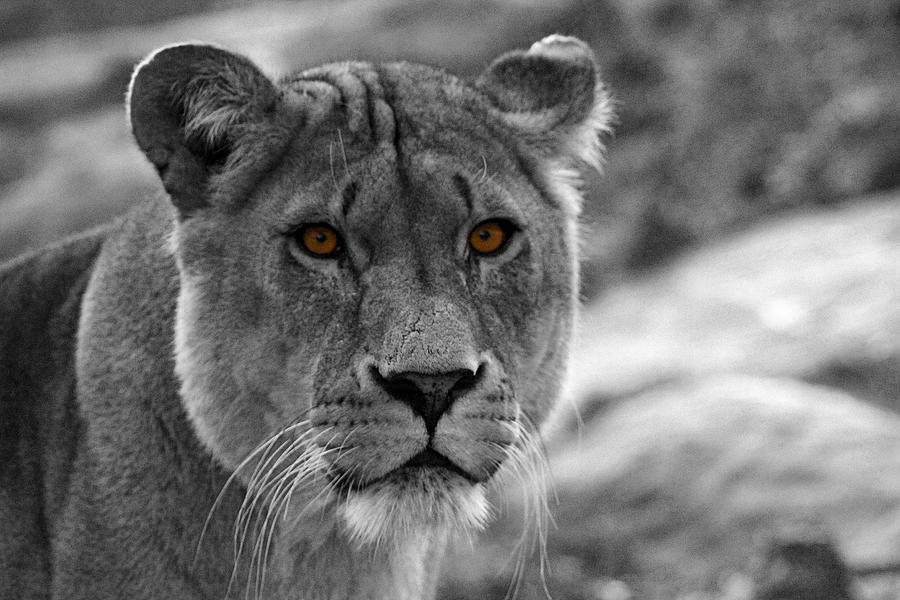 Lion Photograph - Lions Eyes by Martin Newman