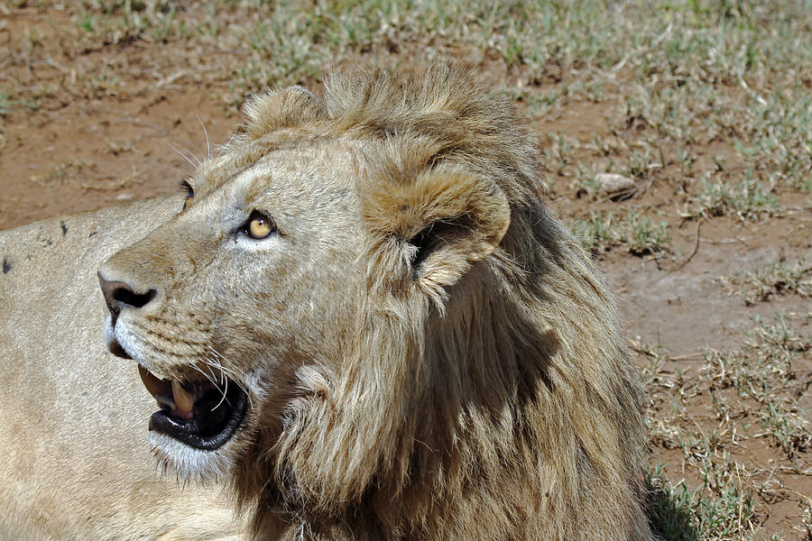 Lions Head Photograph by Tony Murtagh