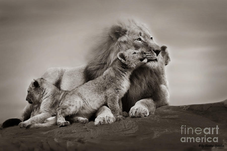 Lion Photograph - Lions in freedom by Christine Sponchia