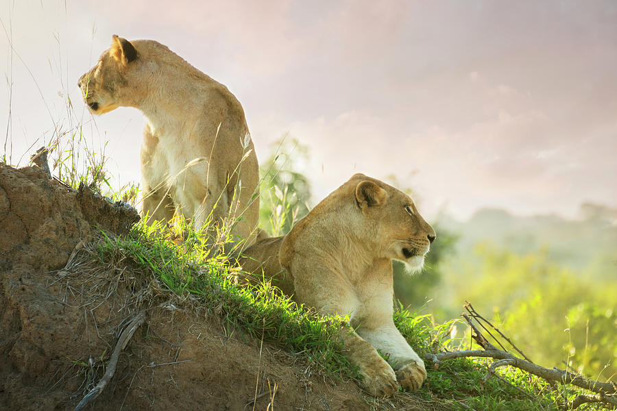Lions In Kruger Wildlife Reserve Photograph by Tunart