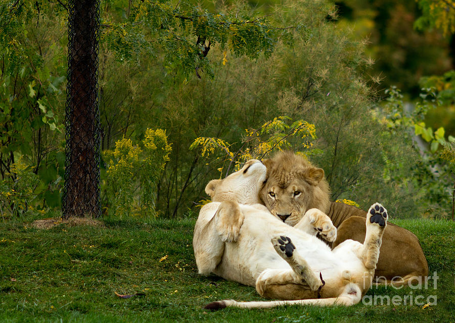 Lions In Love Photograph by Les Palenik
