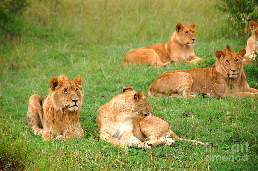 Lions in Masai Mara Photograph by Charuhas Images - Fine Art America