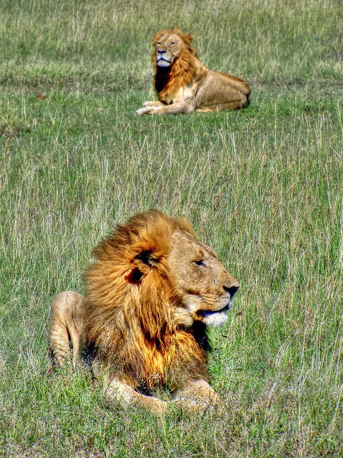 Lions in Masai Mara Game Reserve in Kenya Photograph by Paul James Bannerman