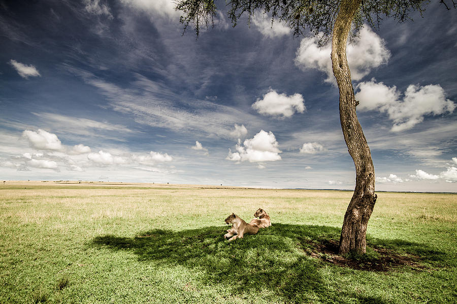 Lions In The Shade - Selenium Toned Photograph by Mike Gaudaur