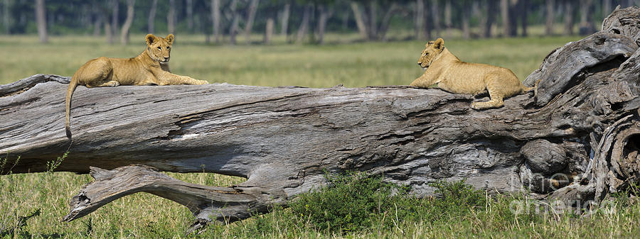 Animal Photograph - Lions by John Shaw