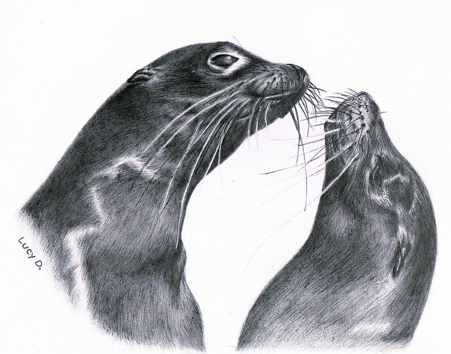 sea lion drawing