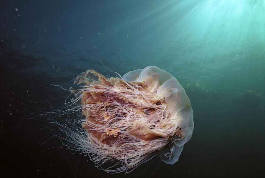 Animal Photograph - Lions Mane Jellyfish Canada by Hiroya Minakuchi