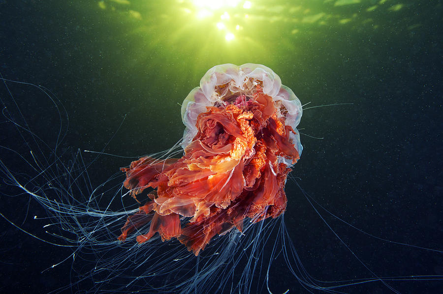 Lions Mane Jellyfish - Cyanea capillata Photograph by Alexander Semenov