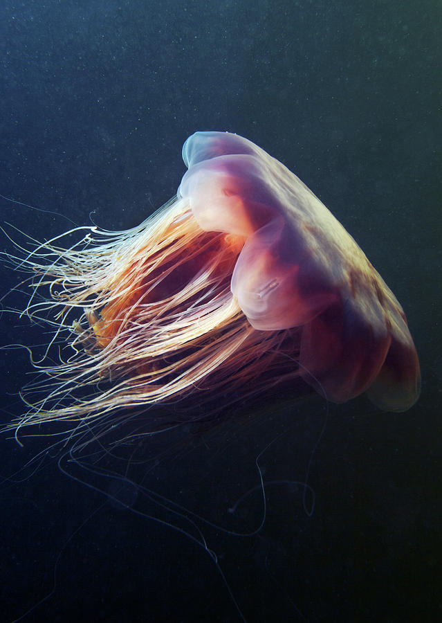 Tranquility Photograph - Lions Mane Jellyfish Cyanea Capillata by Cultura Rf/alexander Semenov