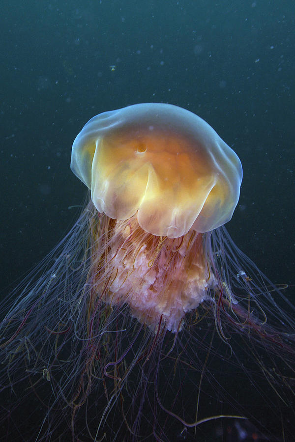 Lions Mane Jellyfish Prince William Photograph by Hiroya ...
