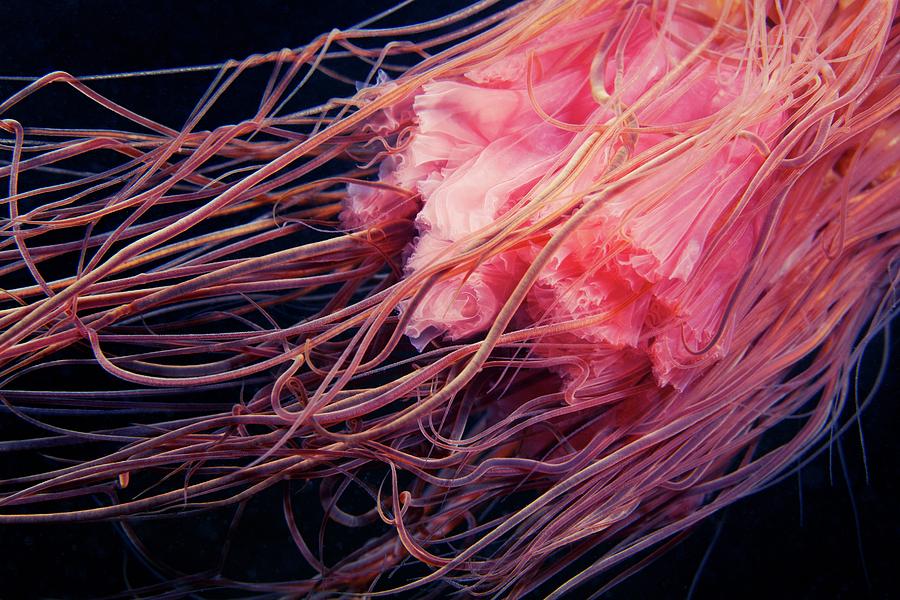 Lions Mane Jellyfish Tentacles Photograph by Alexander Semenov