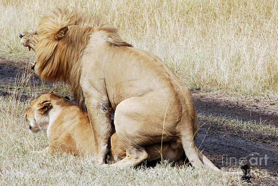 Lions Mating Digital Art