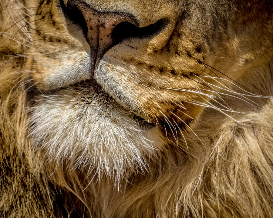 Lion Photograph - Lions Mouth 2 by Ernest Echols