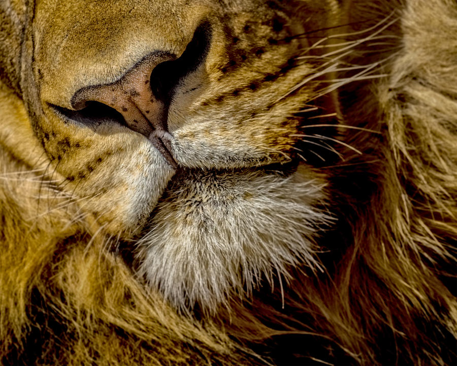 Lions Mouth 4 Photograph by Ernest Echols