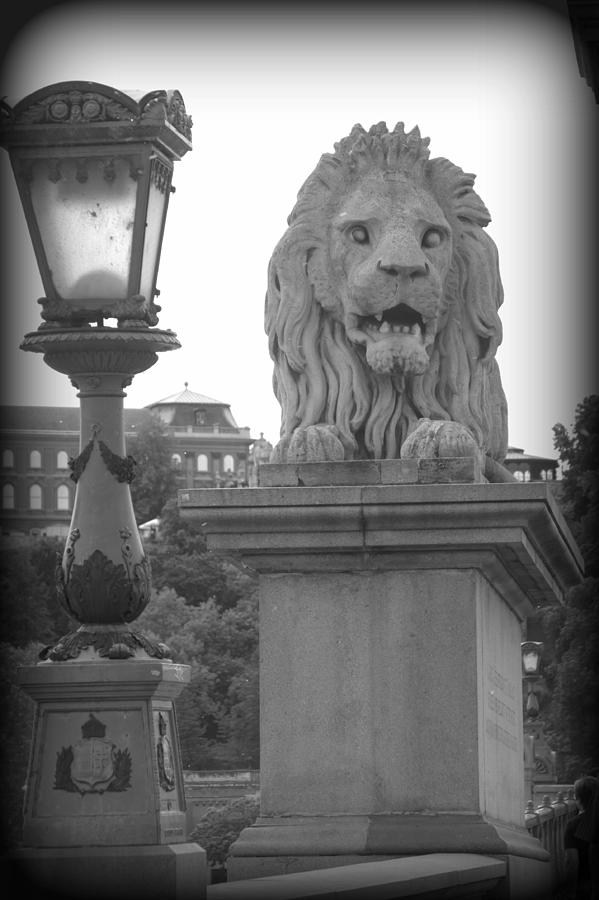 Lion of Chain Bridge Photograph by Caroline Stella