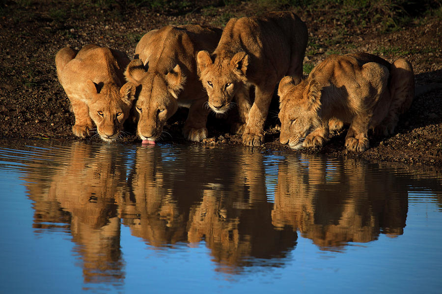 Wildlife Photograph - Lions Of Mara by Mario Moreno