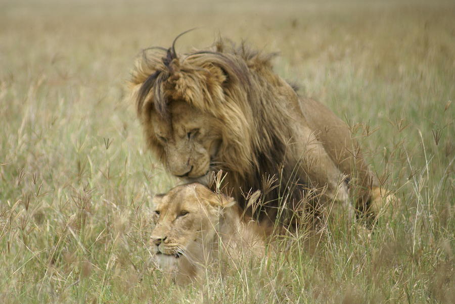 Lions Of Ngorongoro Crater Mating Photograph by Darrel Roddenberry