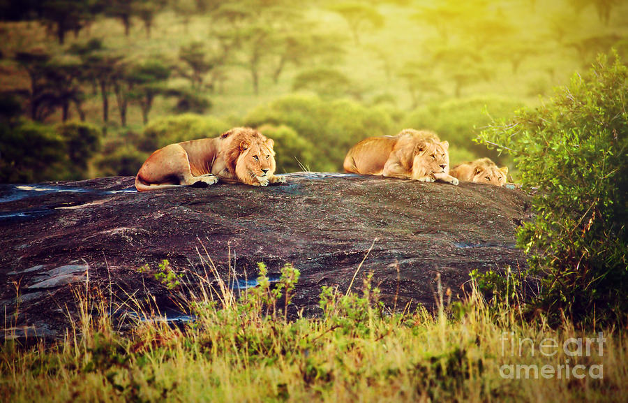 Lions On Rocks On Savanna At Sunset Safari In Serengeti Tanzania