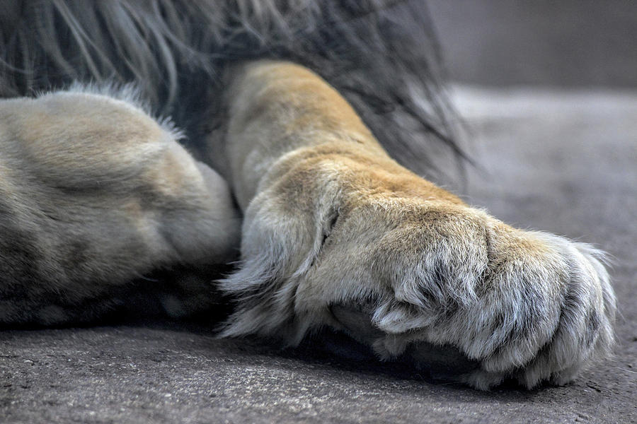 Lions Paw Photograph by Becca Buecher