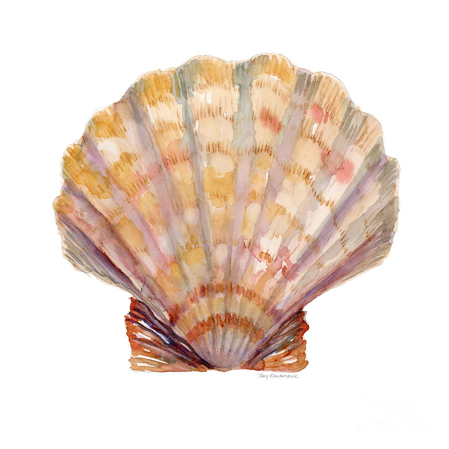 Scallop Shell Art Print by Amy Kirkpatrick - Fine Art America