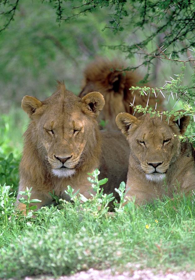 Lions Relaxing Photograph By Tony Camacho Science Photo Library Pixels