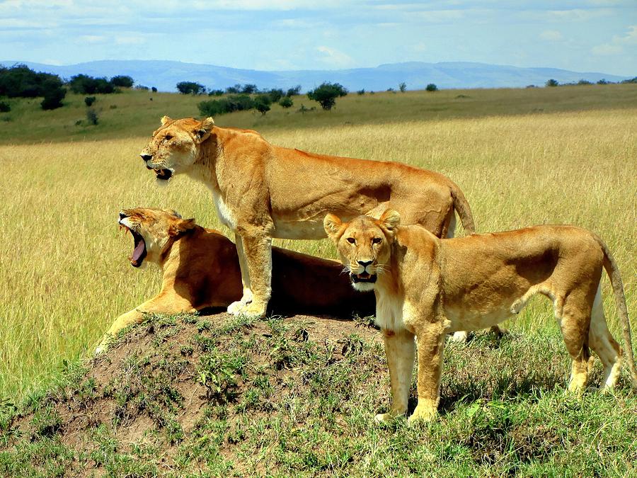 Lions Resting at Masai Mara Game Reserve in Kenya Photograph by Paul James Bannerman