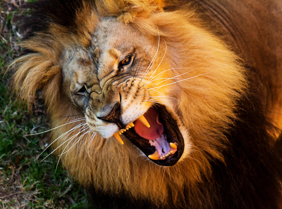 lion growl roar mp3