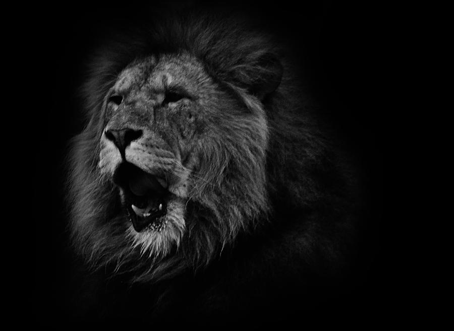 Animal Photograph - Lions Roar by Martin Newman