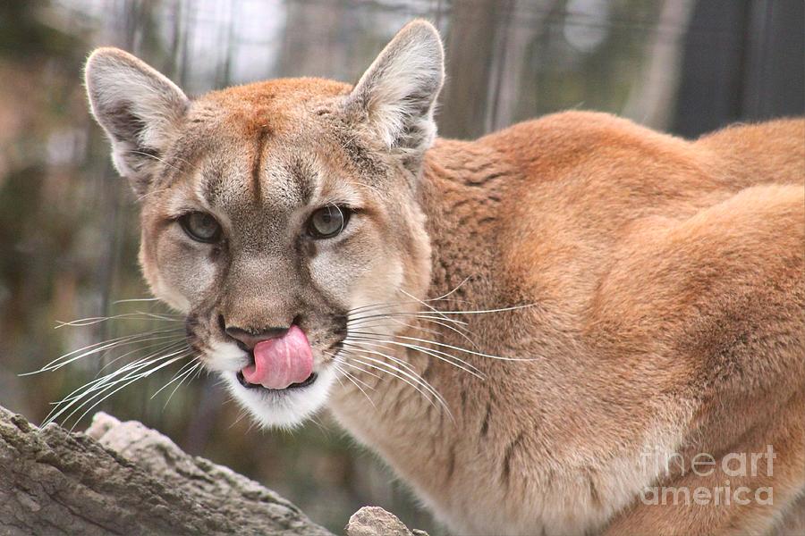 Wildlife Photograph - Lip Licking Good - Cougar by Nikki Vig