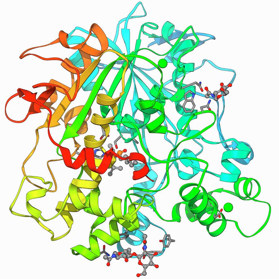 Lipase Molecule Photograph by Laguna Design/science Photo Library - Pixels