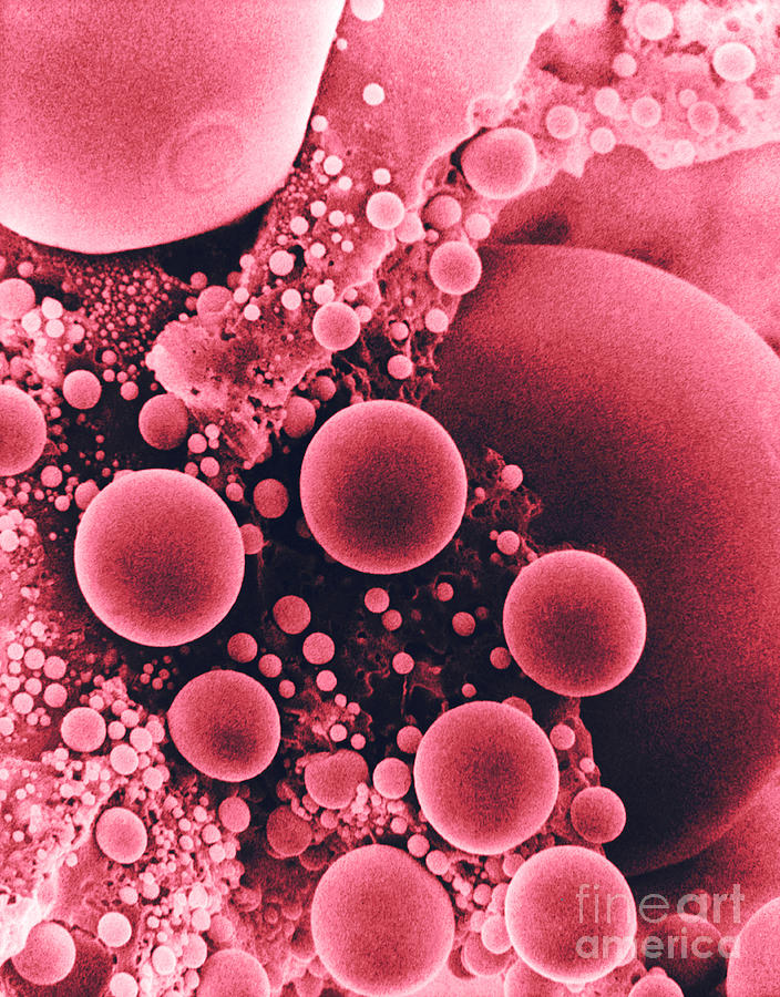 Lipid Droplets, Sem Photograph by David M. Phillips