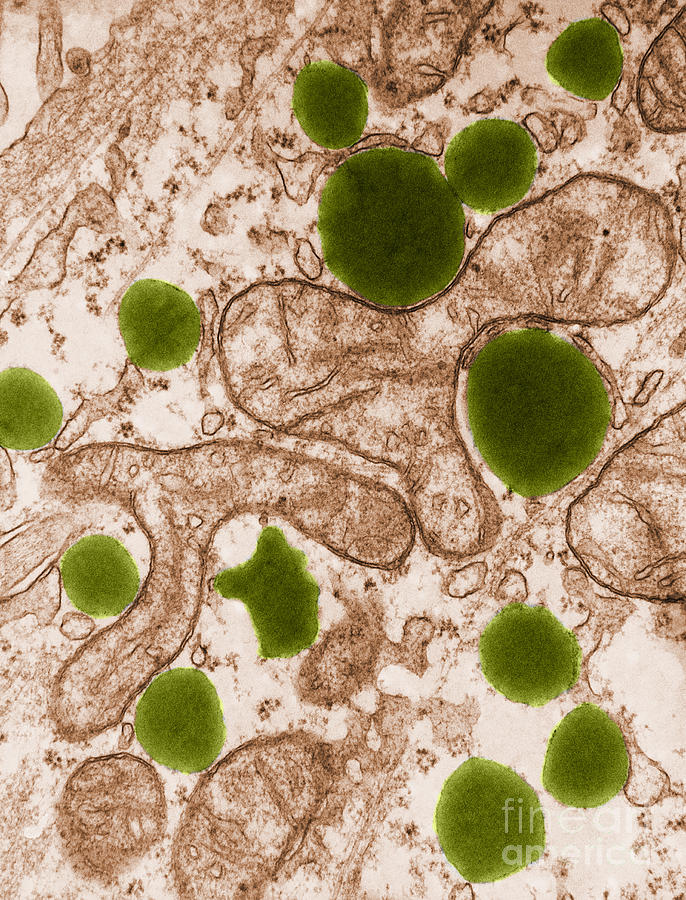 Lipids And Mitochondria Tem Photograph by David M. Phillips