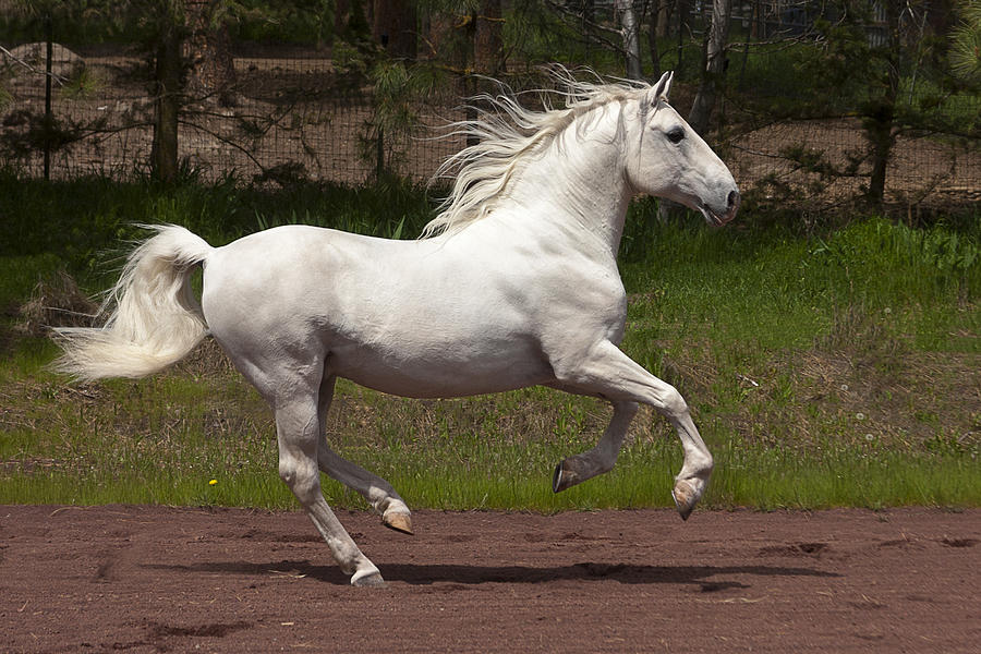 Lipizzan at Liberty Photograph by Wes and Dotty Weber