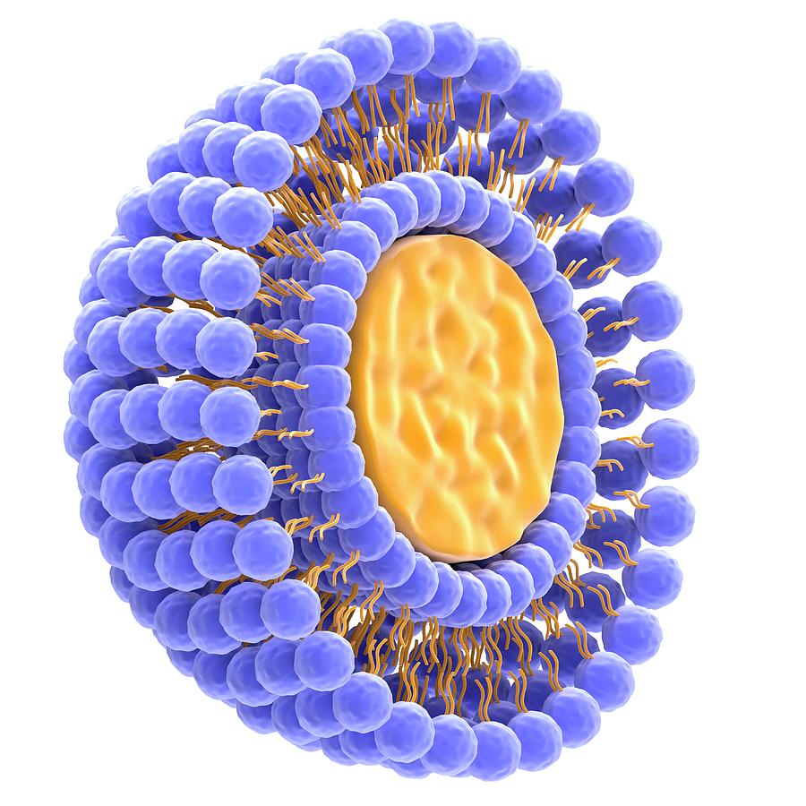 Liposome 