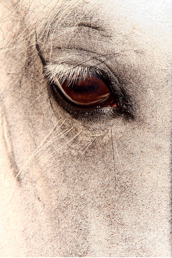 Lippizan Stallion Photograph by Butch Lombardi