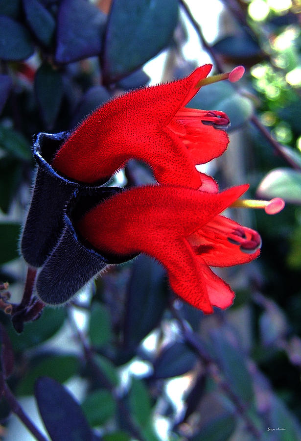 Lipstick Plant 001 Photograph by George Bostian