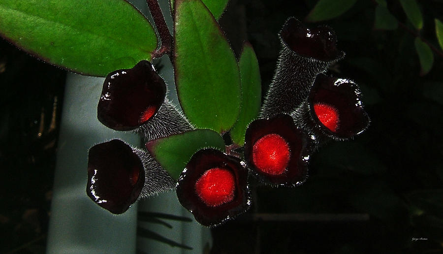 Lipstick Plant 002 Photograph by George Bostian