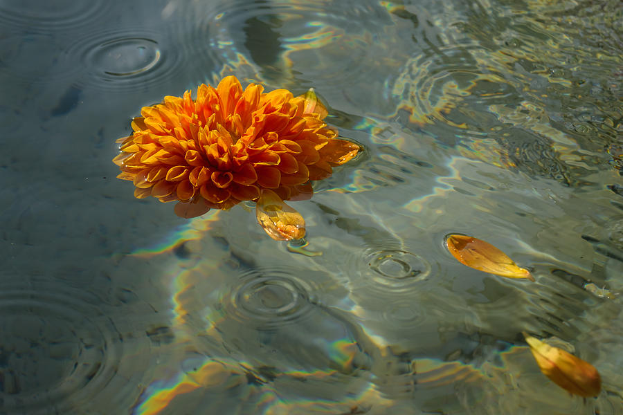 Liquid Rainbows - Chrysanthemum Blossom Floating in the Sunlight Photograph by Georgia Mizuleva