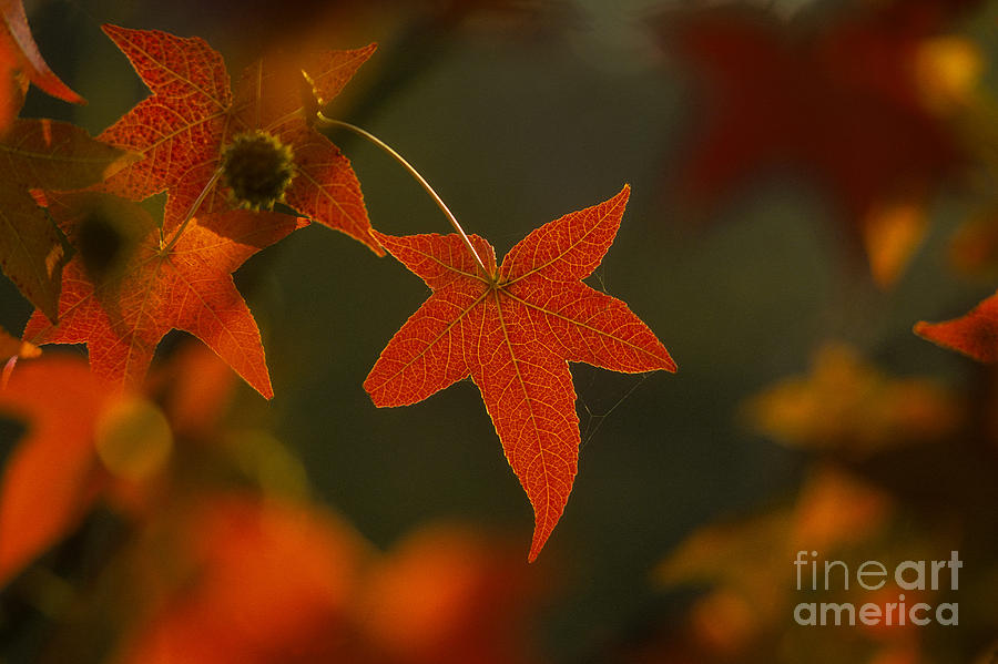 Liquidambar Leaf Photograph by Ron Sanford