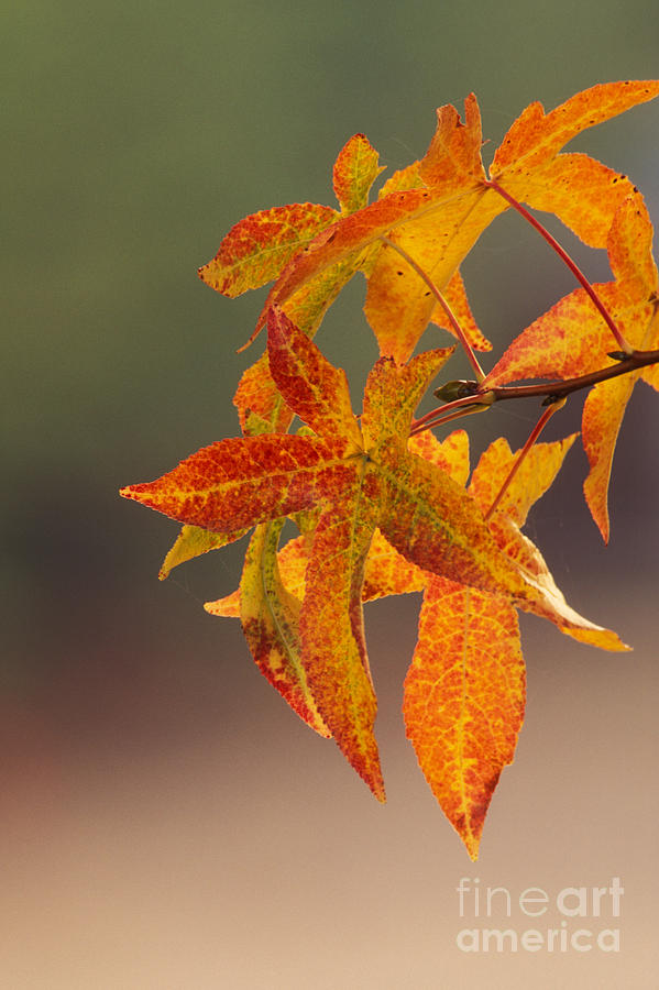 Liquidambar Leaves Photograph by Ron Sanford