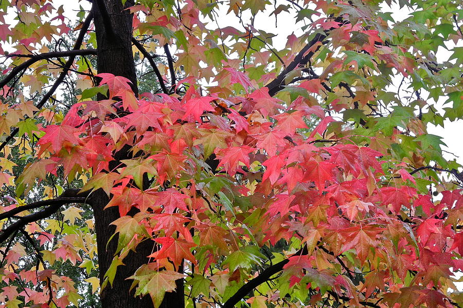 Liquidambar Tree in the Fall Photograph by Kirsten Giving