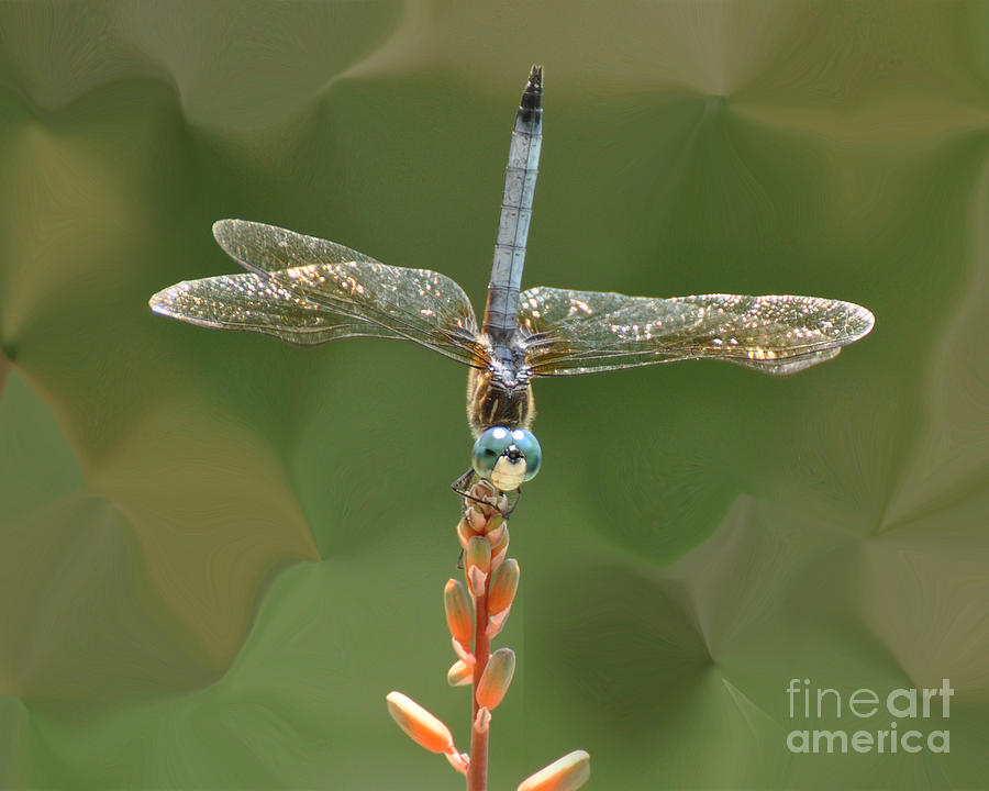 Liquify Dragonfly Photograph by Josephine Cohn