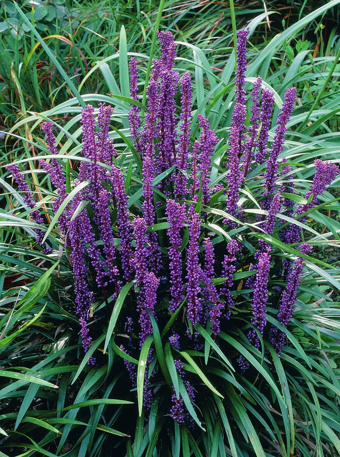 Liriope Muscari Photograph By Geoff Kiddscience Photo Library Pixels